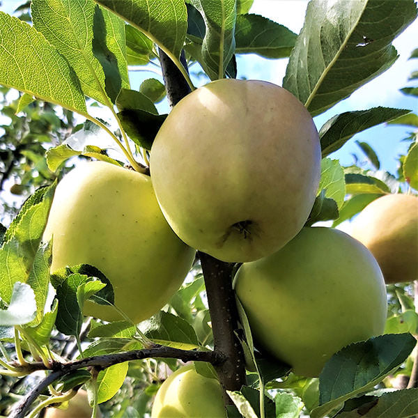 Malus d. 'Golden Delicious' (Pleached)