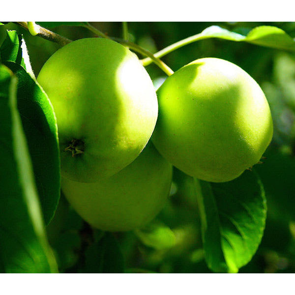 Malus d. 'Golden Delicious' (Pleached)