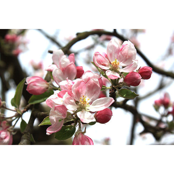 Malus d. 'Golden Delicious' (Pleached)