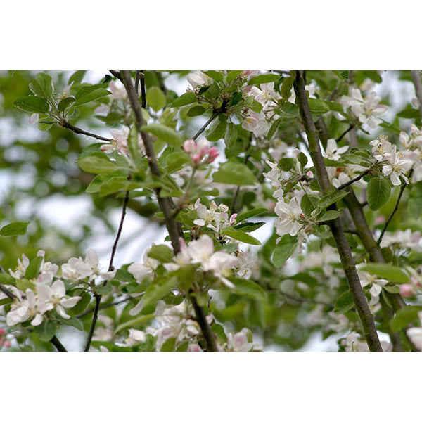 Malus d. 'Melrose'