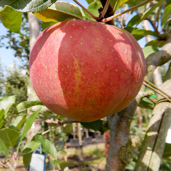 Malus d. 'Melrose'