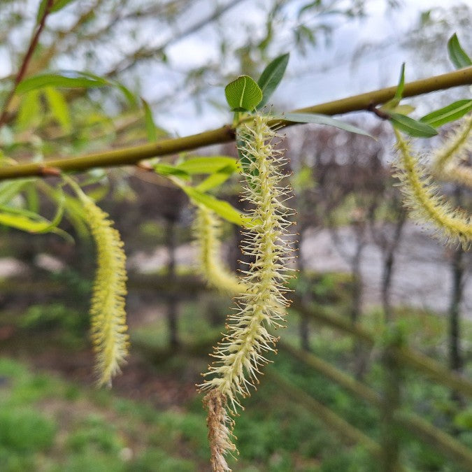 Salix viminalis