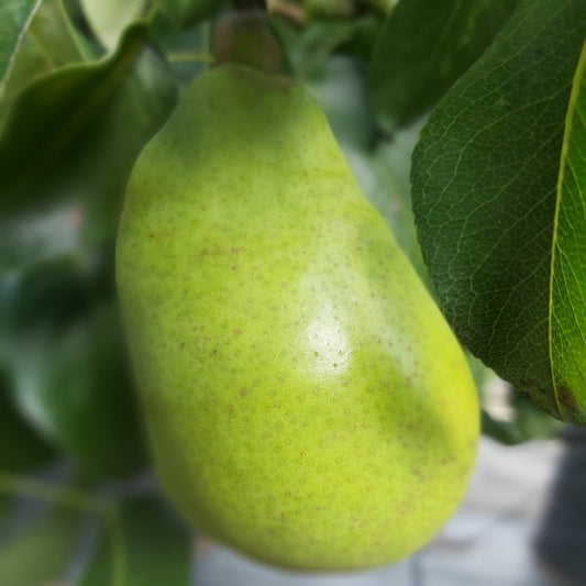 Pyrus c. 'Doyenne du Comice' (Pleached)