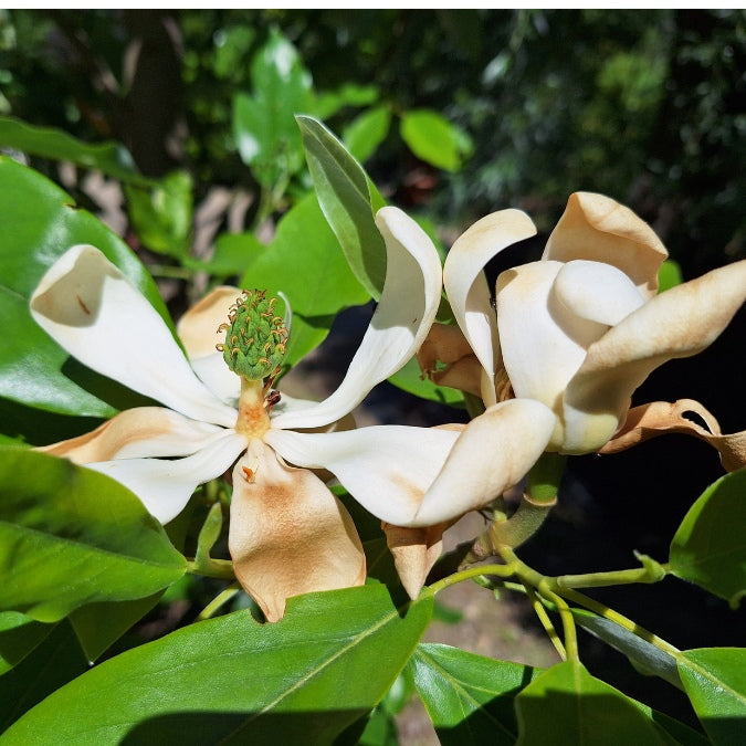 Magnolia virginiana