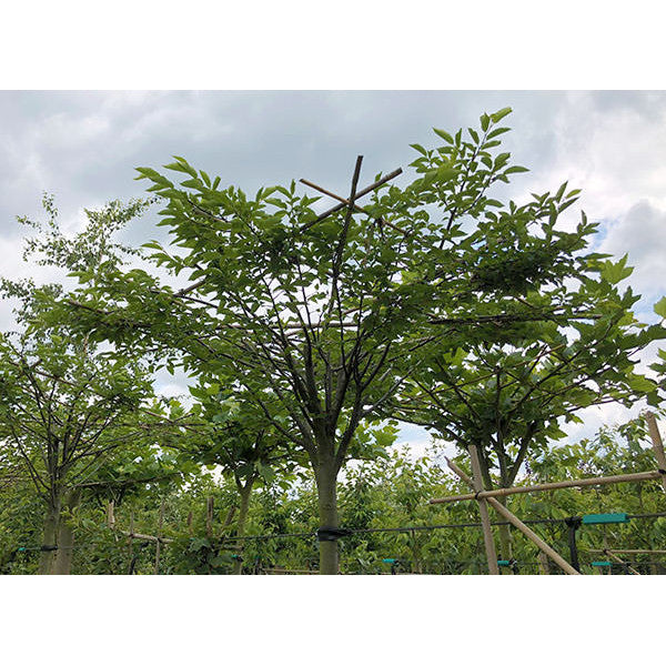 Carpinus betulus 'Fastigiata' (Pleached)