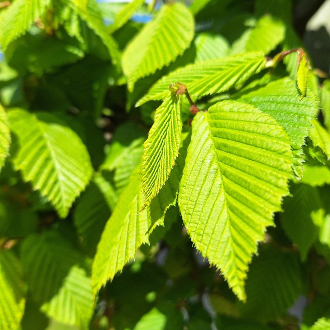 Carpinus betulus (Topiary)
