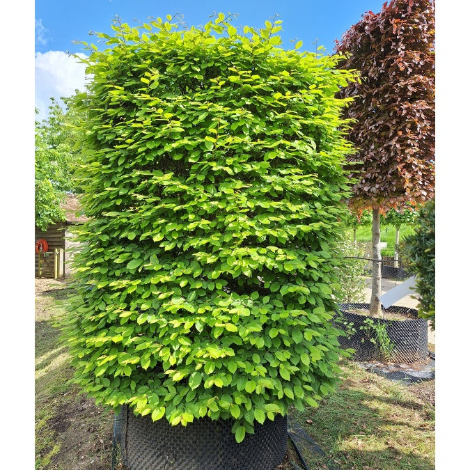 Carpinus betulus (Topiary)