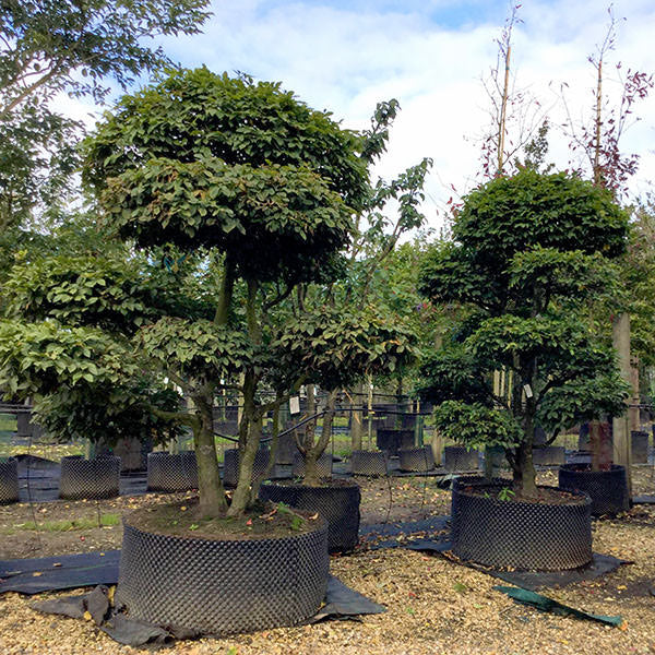Carpinus betulus (Topiary)