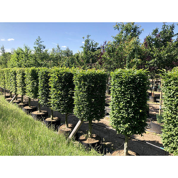 Carpinus betulus (Topiary)