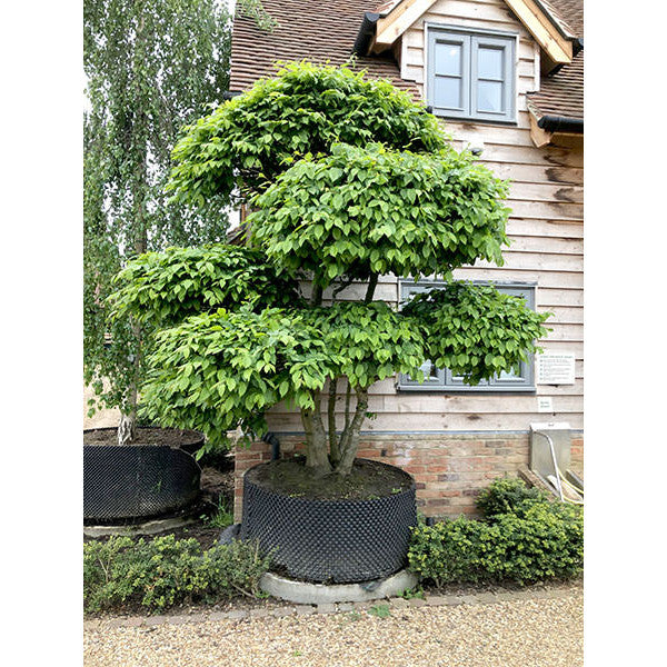 Carpinus betulus (Topiary)