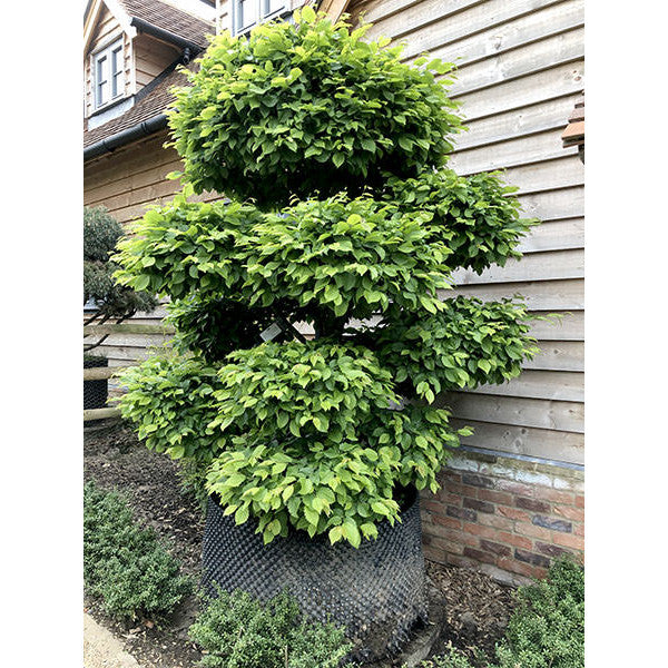 Carpinus betulus (Topiary)