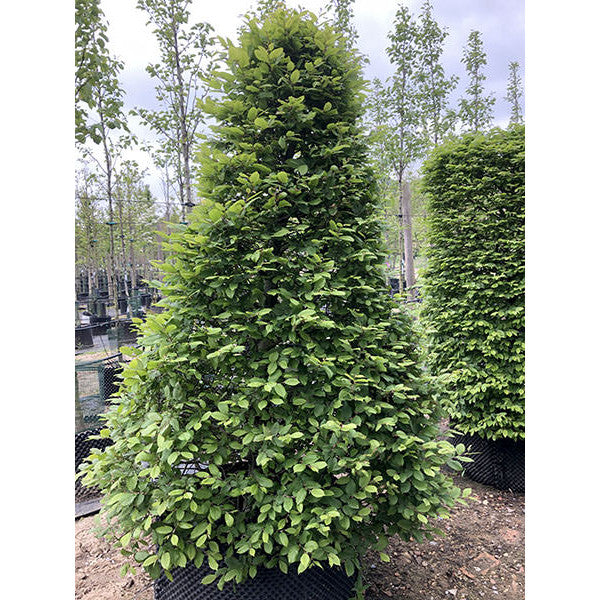 Carpinus betulus (Topiary)