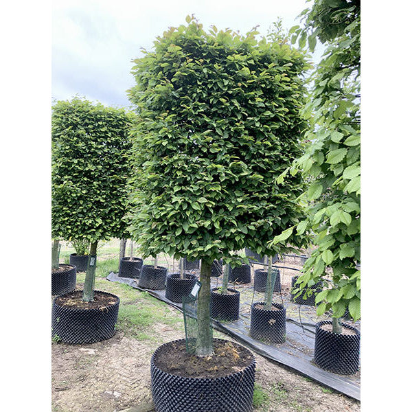 Carpinus betulus (Topiary)