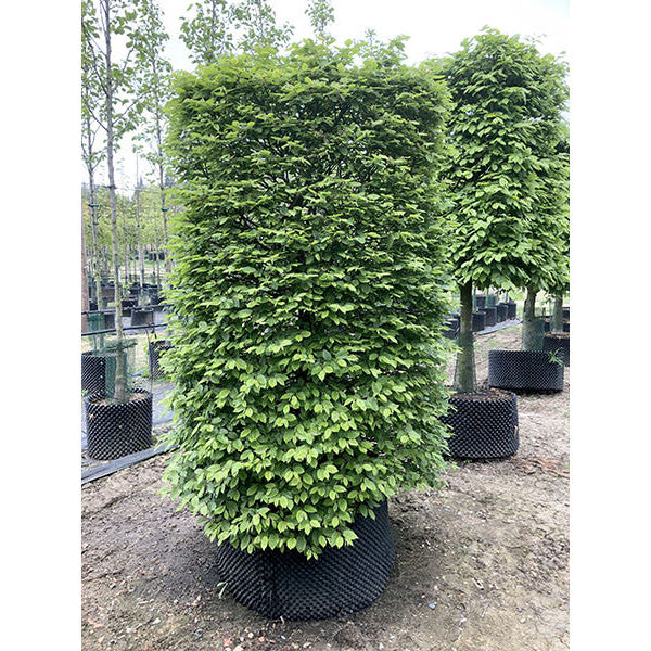 Carpinus betulus (Topiary)