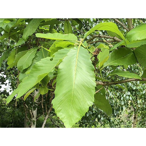 Quercus pontica
