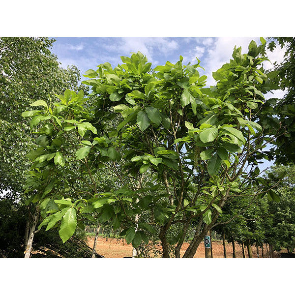 Quercus pontica