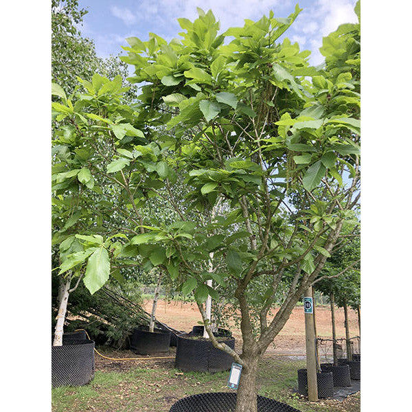 Quercus pontica