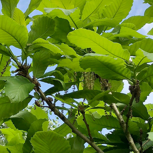 Quercus pontica