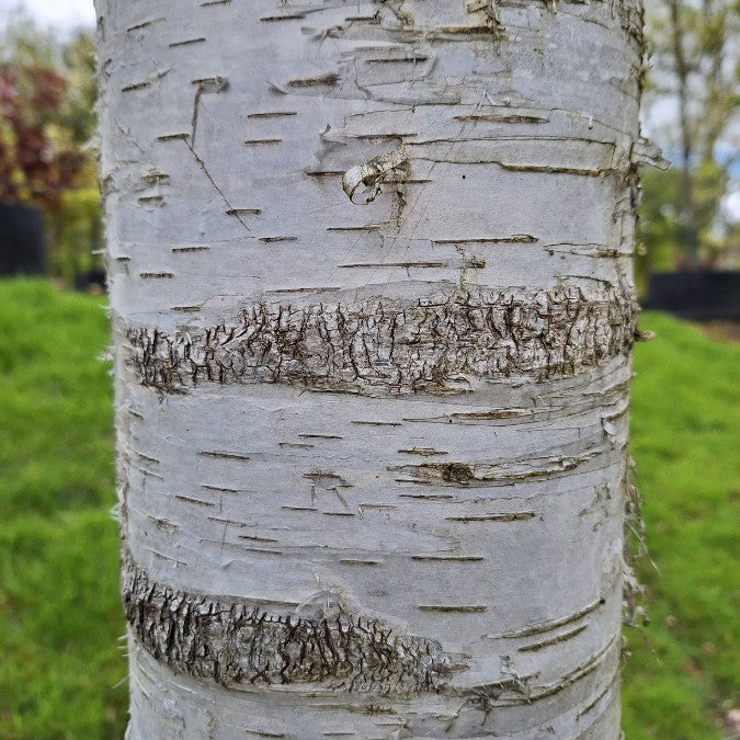 Betula pubescens