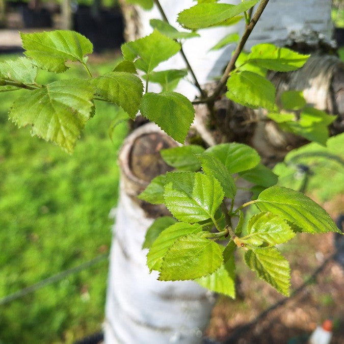 Betula pubescens
