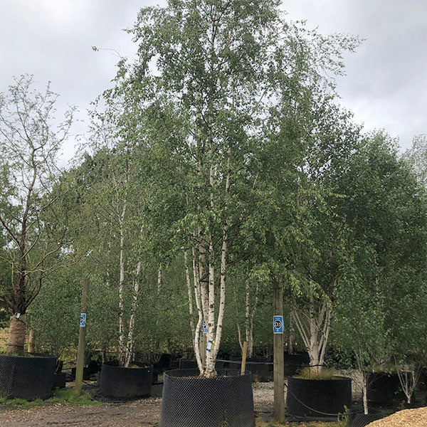 Betula pubescens