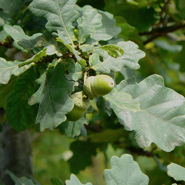 Quercus robur (Pleached)