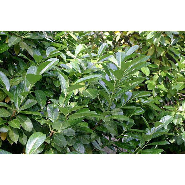 Prunus laur. 'Novita' (Pleached)