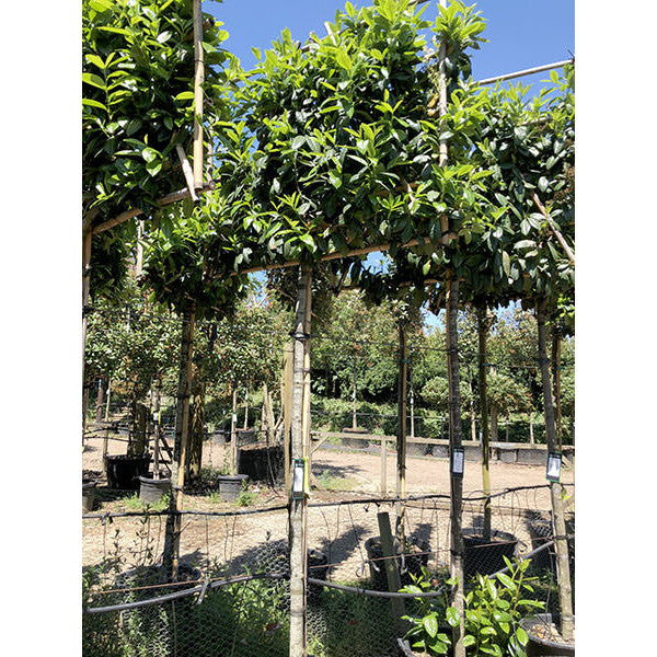 Prunus laur. 'Novita' (Pleached)