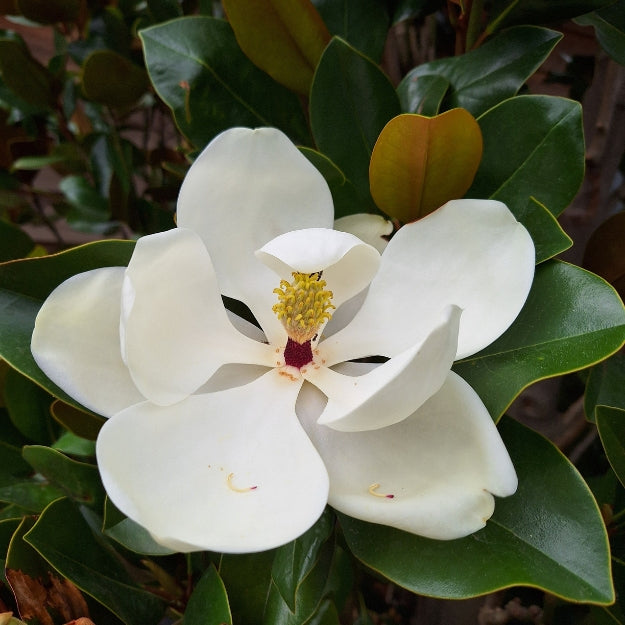 Magnolia grand. 'François Treyve'