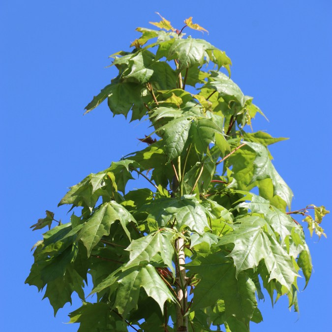 Acer 'Pacific Sunset'