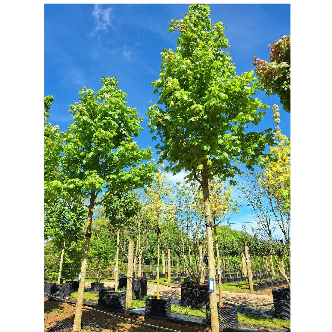 Acer 'Pacific Sunset'