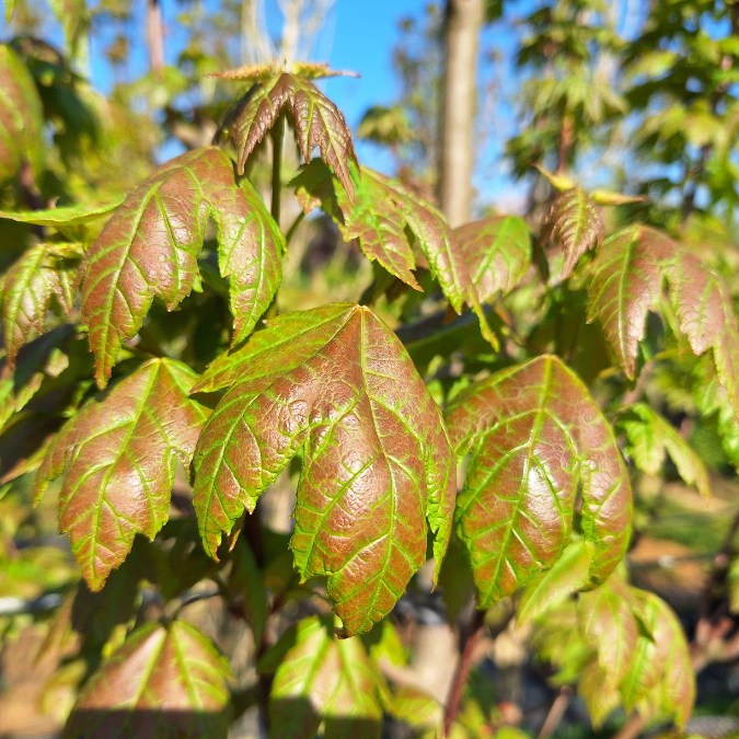 Acer rubrum 'Brandywine'