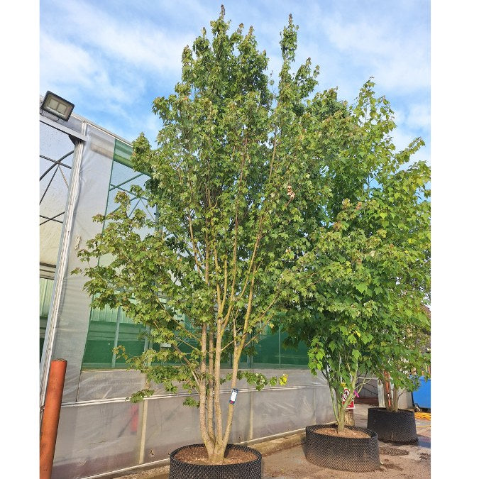 Acer rubrum 'Brandywine'