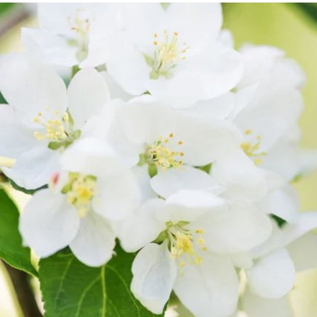 Malus domestica 'Golden Pearmain'