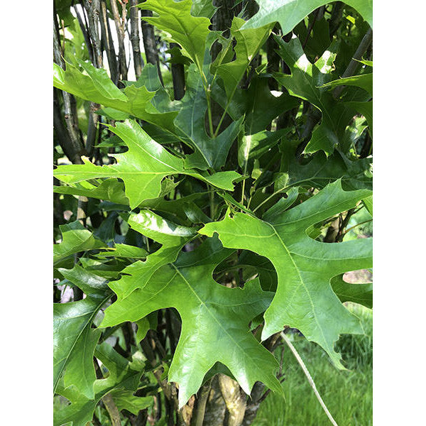Quercus palustris 'Green Pillar'