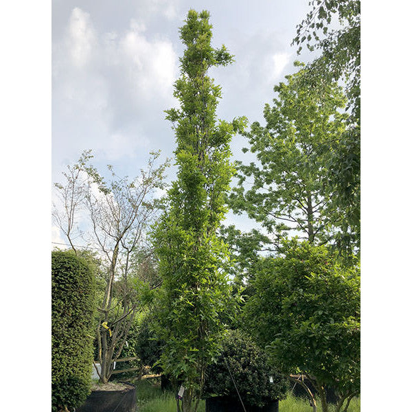 Quercus palustris 'Green Pillar'