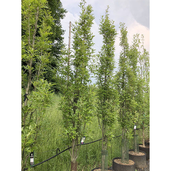 Quercus palustris 'Green Pillar'