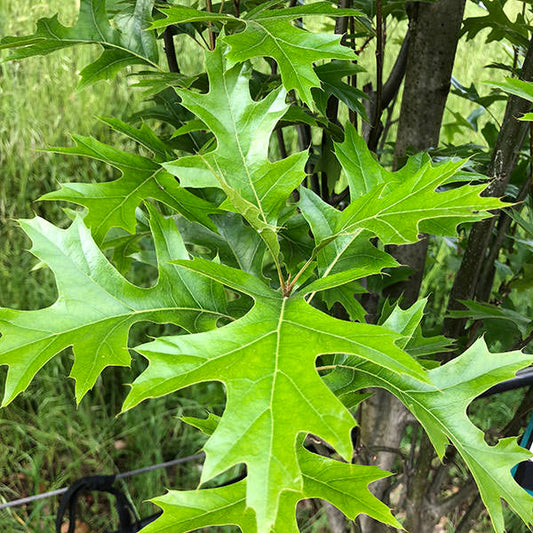 Quercus palustris 'Green Pillar'