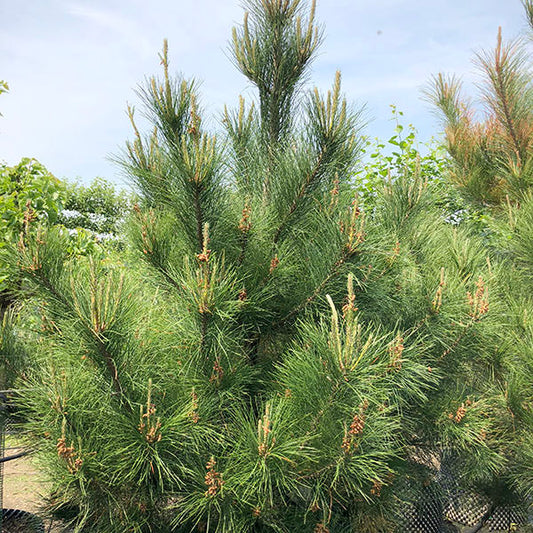 Pinus radiata