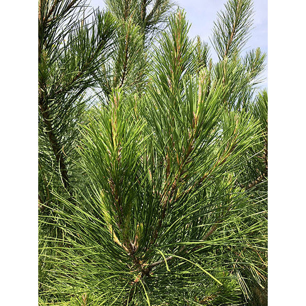 Pinus radiata