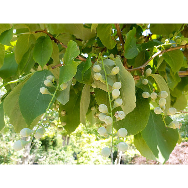 Styrax obassia