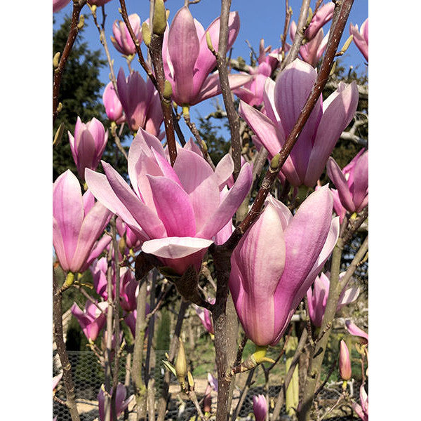 Magnolia 'Heaven Scent' (Pleached)