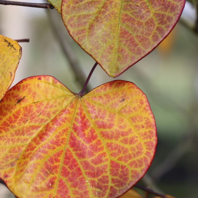 Cercis canadensis 'Lavender Twist'