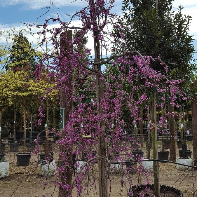 Cercis canadensis 'Lavender Twist'