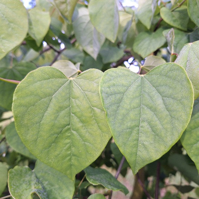 Cercis canadensis 'Lavender Twist'