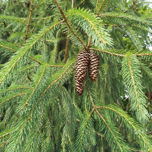 Pseudotsuga menziesii