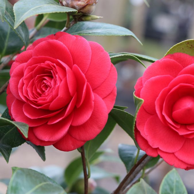 Camellia 'Black Lace'