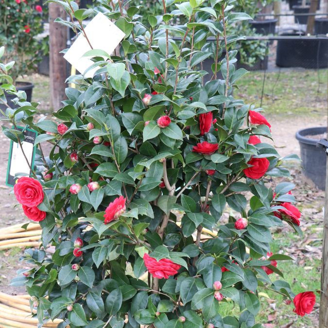 Camellia 'Black Lace'