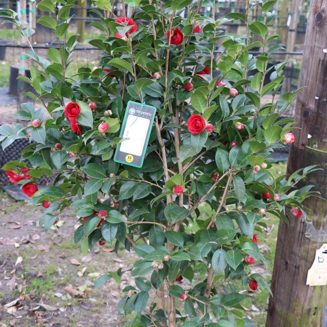 Camellia 'Black Lace'