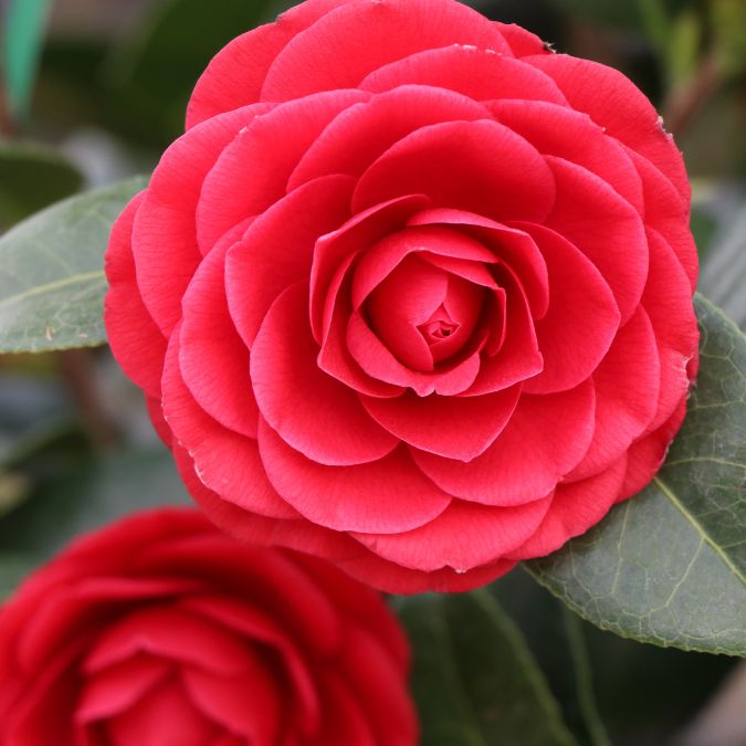 Camellia 'Black Lace'